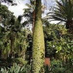 Ceiba speciosa പുറംതൊലി