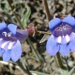 Penstemon laetus Flor