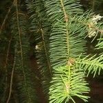 Pseudotsuga menziesii Leht