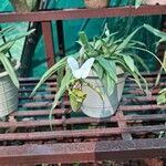 Paphiopedilum insigneപുഷ്പം