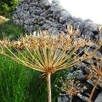 Laserpitium latifolium Flor