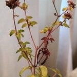Origanum vulgare Квітка