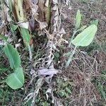 Musa ornata Leaf