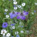 Nigella damascenaFlor