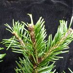 Abies pindrow Plante entière