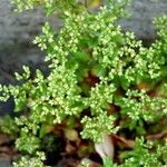 Polycarpon tetraphyllum Цветок