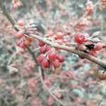 Elaeagnus umbellataFruit