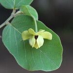 Monanthotaxis obovata Flower