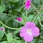 Epilobium hirsutumКветка