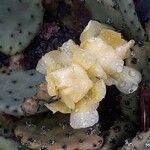 Opuntia humifusa Flor