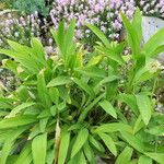 Allium victorialis Leaf