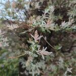 Salix integra Leaf