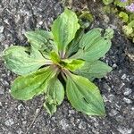 Plantago rugelii Folha