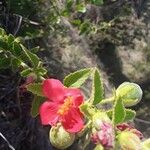 Hibiscus aponeurus Kvet