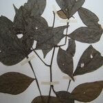 Inga auristellae autre
