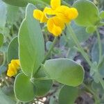 Coronilla scorpioides Cvet