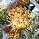 Cynara cardunculus Fruit