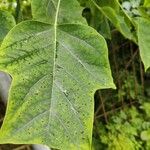 Liriodendron chinensis Liść