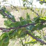 Acacia paradoxa Leaf