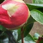 Camellia sasanqua Fiore