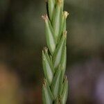 Crucianella angustifolia Floare