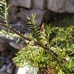 Achillea atrata Blatt