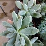 Pachyphytum kimnachii Leaf