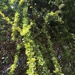 Maerua parvifolia Alkat (teljes növény)