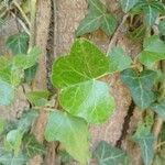 Hedera hibernica Hostoa