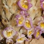 Cistanche violacea Flower