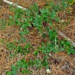 Teucrium chamaedrysFrunză