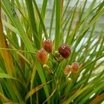 Libertia cranwelliae