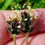 Plantago atrata Flower