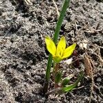 Gagea pratensis Flower