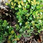 Buxus harlandii Συνήθη χαρακτηριστικά