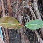 Ficus elasticaFoglia