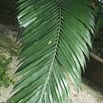 Cycas circinalis Leaf