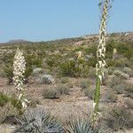 Hesperoyucca whipplei ᱛᱟᱦᱮᱸ