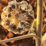 Abutilon pannosum Fruto