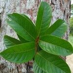 Hirtella americana Leaf