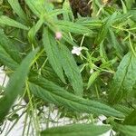 Epilobium coloratum Leaf