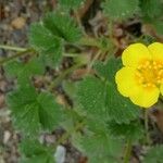 Potentilla grandiflora 花