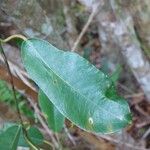 Trichosandra borbonica Blatt