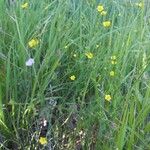 Linum trigynum 形態