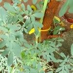 Ruta chalepensis Hoja