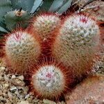 Mammillaria bombycina ᱥᱟᱠᱟᱢ