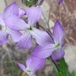 Hesperis laciniata Fleur