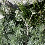 Artemisia glacialis Çiçek