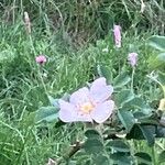 Rosa caninaFlors