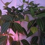 Peperomia quadrangularis Hoja